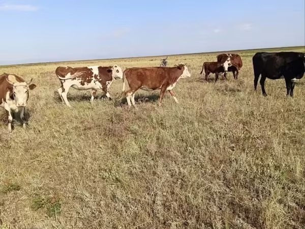 ላም, Cattle