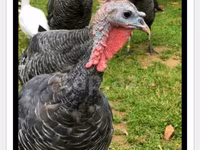 Turkeys — عکس 3