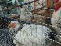 براهما — عکس 3