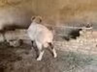 Beran, Rhon sheep — foto 8