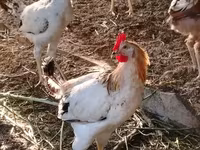 Chickens — foto 8