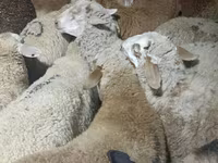 Kambing jantan, Sheep — foto 3