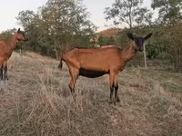 Buk, Alpine goat — foto 1