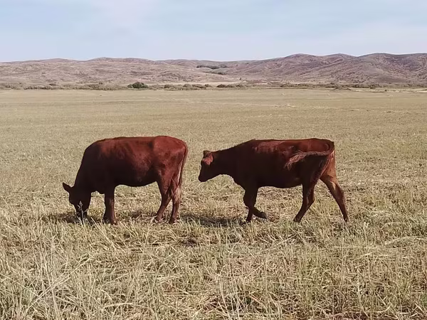 Bull, Cattle — Kazakhstan
