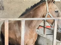 ፈረስ, Horses — ፎቶ 2