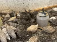 Quails — foto 1