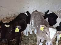 Bik, Simmental cattle — fotografija 1