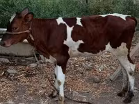 วัวตัวเมีย, Simmental cattle — รูปภาพ 2