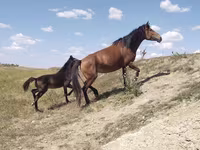 مادیان, Kazakh horse — عکس 4