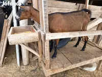 Koza, Alpine goat — foto 8