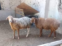 Schaap, Schapen — foto 4