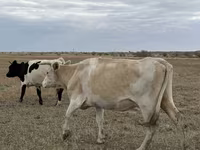 Үнээ, Latvian Blue cattle — 1 зураг