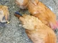 ไก่เดนมาร์ก — รูปภาพ 1