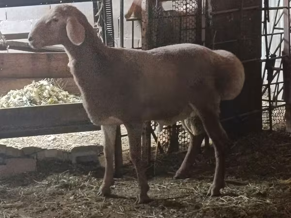 Vædder, Rhon sheep