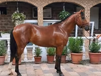 Hingst, Heste — foto 1