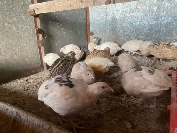 Quails — Kyrgyzstan