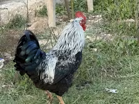 Chickens — عکس 4