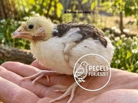 Quails — zdjęcie 4