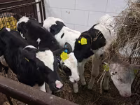 Býk, Russian Black pied cattle — foto 2