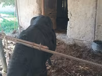 Byk, Bydło — zdjęcie 2