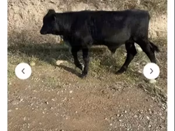 Dibi, Aberdeen-Angus