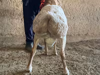 Kambing jantan, Arashan sheep — foto 4
