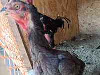 Chickens — الصورة 2