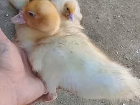 German Pekin — sawirka 7