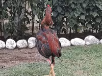 Chickens — รูปภาพ 3