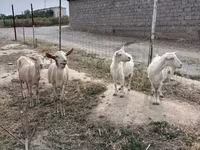 بز نر, Saanen goat — عکس 5