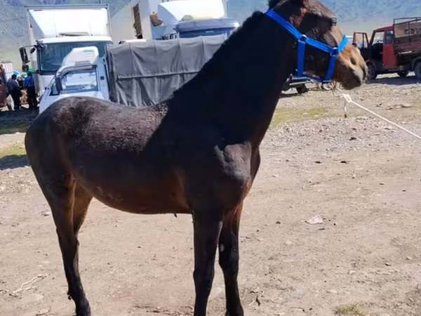 Horse (M), Horses — Kyrgyzstan