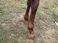 Aygır, Arabian horse — foto 4
