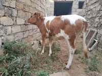 Bò cái, Simmental cattle — ảnh 6