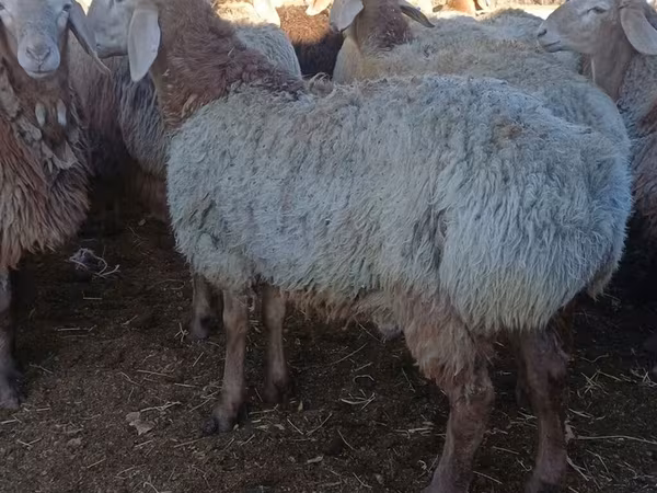 Խոյ, Arashan sheep
