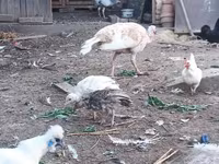 Turkeys — الصورة 3