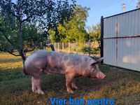 Babi jantan, Pigs — foto 1