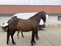 Klisna, Hungarian horse breed — foto 3