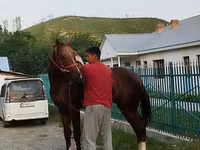 ม้าตัวผู้, Karabair horse — รูปภาพ 8