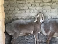 نعجة, Arashan sheep — الصورة 3