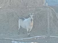 Koza, Alpine goat — fotografija 3