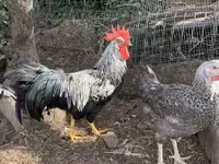 Chickens — รูปภาพ 1