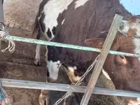 گاو نر, Simmental cattle — عکس 1