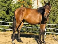 Stute, Hungarian horse breed — Foto 3