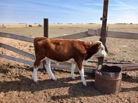 Bull, Kazakh White-headed cow — photo 6