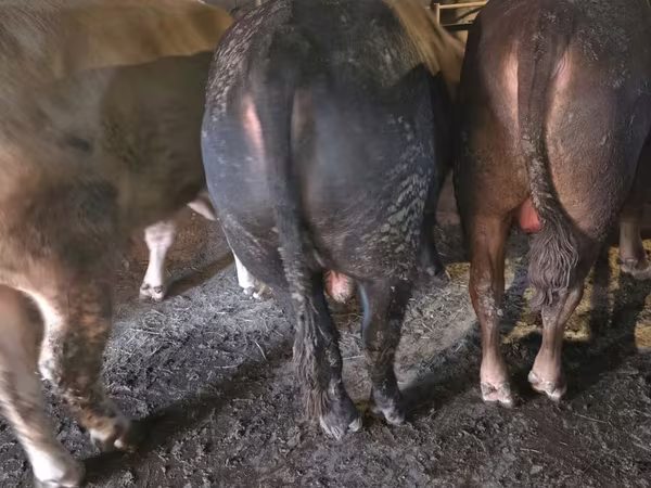 Býk, Simmental cattle