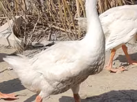 Geese — foto 3
