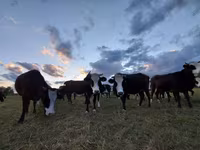 گاو ماده, Swiss cattle — عکس 6