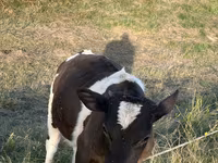 گاو نر, گاو — عکس 1