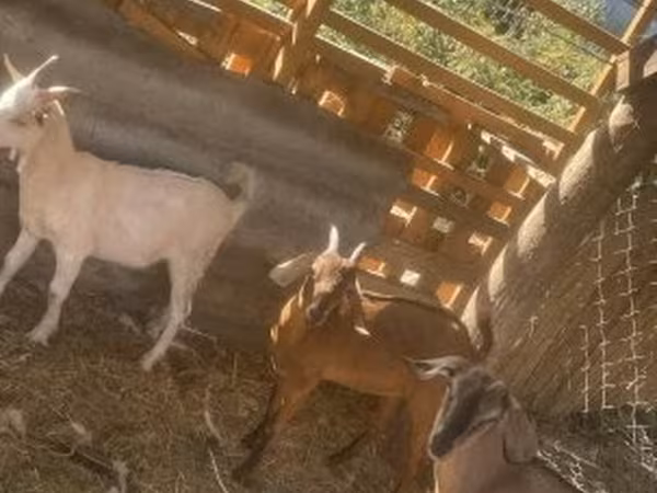 Kambing betina, Goats