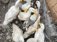 มัสโกวีพันธุ์บ้าน — รูปภาพ 4